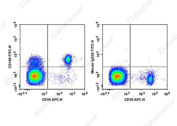 Staining of normal human peripheral blood cells with APC Anti-Human CD19 Antibody[CB19] and FITC Anti-Human CD185 Antibody[MU5UBEE] (left) or FITC Mouse IgG2b, κ Isotype Control (right). Cells in the lymphocytes gate were used for analysis.