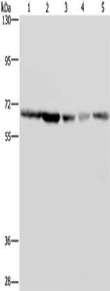 Anti-Human GNL3 Antibody - ABMIUM