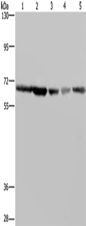 Anti-Human GNL3 Antibody - ABMIUM