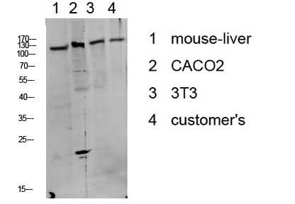 Western Blot analysis of various cells using Phospho-DDR1 (Tyr513) Polyclonal Antibody at dilution of 1:1000.