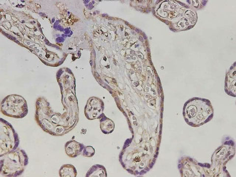 Immunohistochemistry of paraffin-embedded Human placenta tissue using MHCG Polyclonal Antibody at dilution of 1:3000(×400)