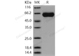> 95 % as determined by reducing SDS-PAGE.
