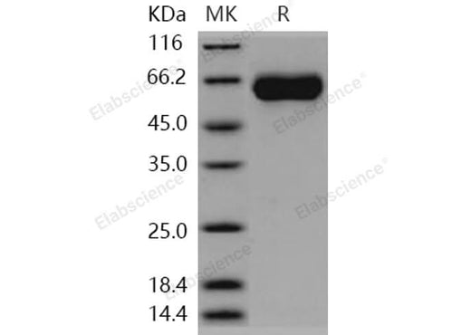 > 95 % as determined by reducing SDS-PAGE.