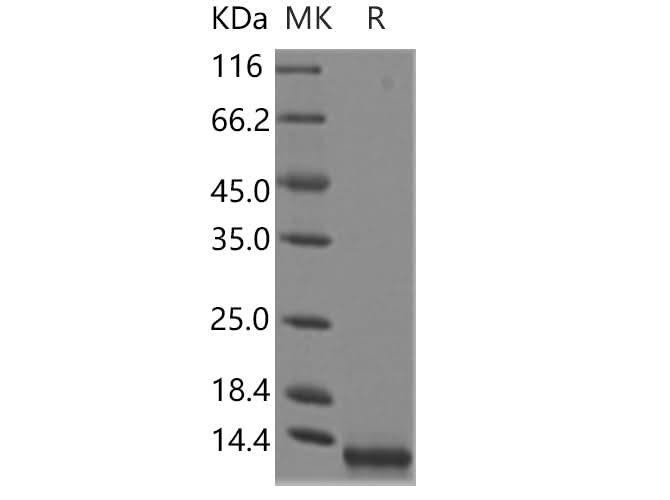 > 95 % as determined by reducing SDS-PAGE.
