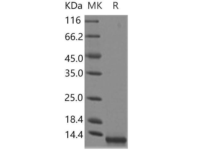 > 95 % as determined by reducing SDS-PAGE.