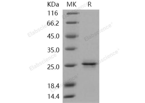 > 96 % as determined by reducing SDS-PAGE.