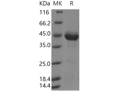 > 85 % as determined by reducing SDS-PAGE.