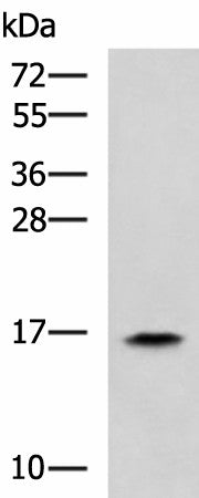 Western blot analysis of HL60 cell lysate using RPS14 Polyclonal Antibody at dilution of 1:900