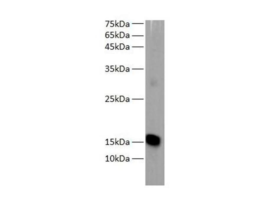 Western blot of Zebrafish whole lysates with anti-MB rabbit polyclonal antibody at dilution of 1:1000.