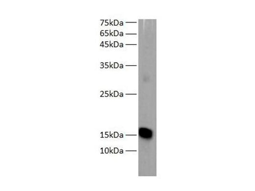 Western blot of Zebrafish whole lysates with anti-MB rabbit polyclonal antibody at dilution of 1:1000.