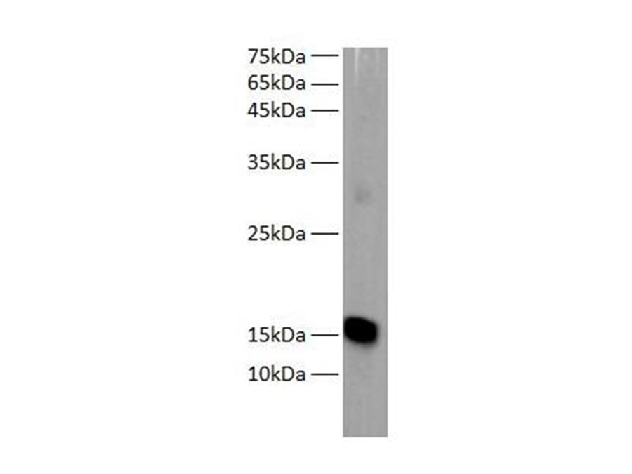 Western blot of Zebrafish whole lysates with anti-MB rabbit polyclonal antibody at dilution of 1:1000.