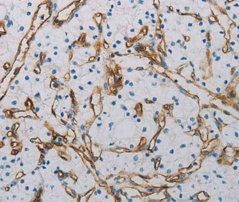 Anti-Human/Mouse CD31 Antibody