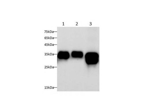 Anti-Human/Mouse/Rat Annexin A1 Antibody - ABMIUM