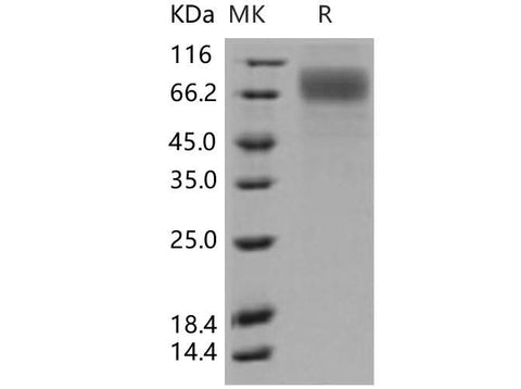 > 95 % as determined by reducing SDS-PAGE.