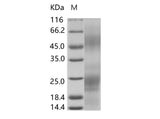 > 95 % as determined by reducing SDS-PAGE.