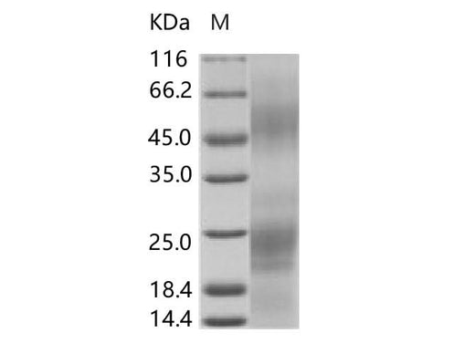 > 95 % as determined by reducing SDS-PAGE.