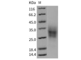 > 95 % as determined by reducing SDS-PAGE.