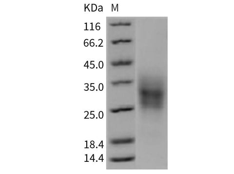> 95 % as determined by reducing SDS-PAGE.