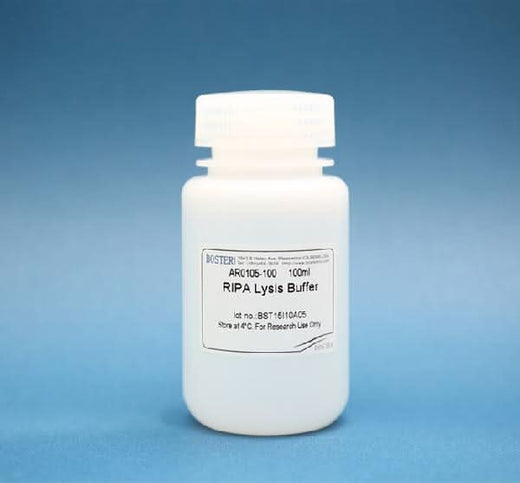 RIPA Lysis Buffer Boster Bio