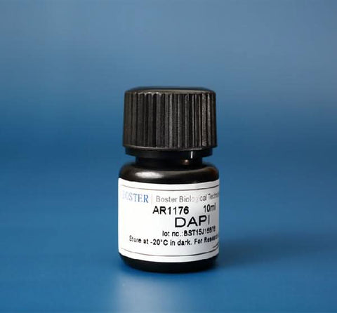 DAPI (4',6-Diamidino-2-Phenylindole, Dihydrochloride) for nucleic acid staining Boster Bio