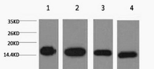 Western Blot analysis of 1) Hela, 2) Raw264.7, 3) Mouse brain, 4) Rat brain using Histone H3 Monoclonal Antibody at dilution of 1:5000.