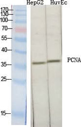 Western Blot analysis of COS-7 cells using Proliferating Cell Nuclear Antigen Polyclonal Antibody at dilution of 1:2000.