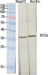 Anti-Human/Mouse/Rat/Monkey PCNA Antibody