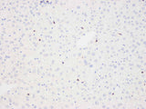 Immunohistochemistry analysis of paraffin-embedded mouse liver using THY1 Polyclonal Antibody at dilution of 1:500.
