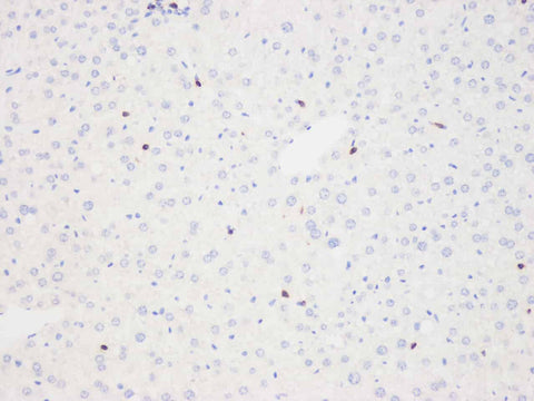 Immunohistochemistry analysis of paraffin-embedded mouse liver using THY1 Polyclonal Antibody at dilution of 1:500.