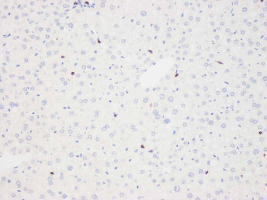 Immunohistochemistry analysis of paraffin-embedded mouse liver using THY1 Polyclonal Antibody at dilution of 1:500.