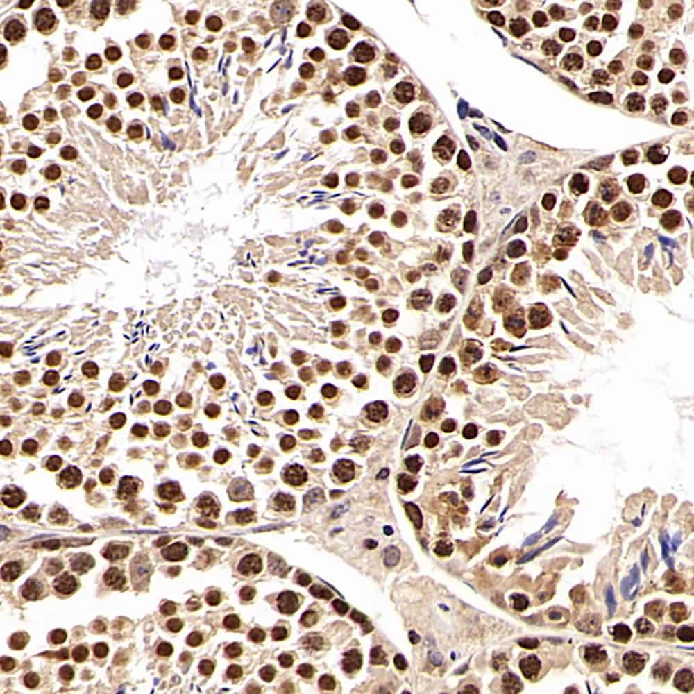 Immunohistochemistry analysis of paraffin-embedded mouse testis using SNAI1 Polyclonal Antibody at dilution of 1:600.