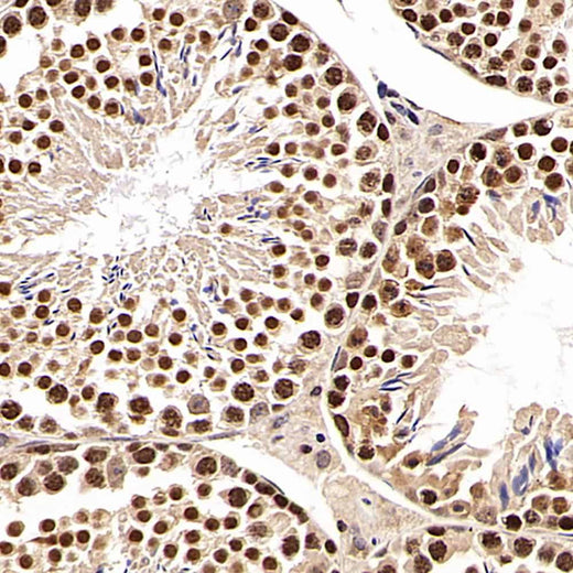 Immunohistochemistry analysis of paraffin-embedded mouse testis using SNAI1 Polyclonal Antibody at dilution of 1:600.