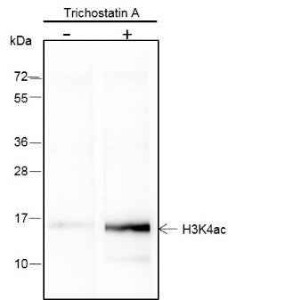 Anti-Human/Rat/Mouse Histone H3 (Acetyl Lys4) Antibody [A102] - ABMIUM