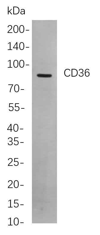 Anti-Human/Mouse/Rat CD36 Antibody [B870] - ABMIUM