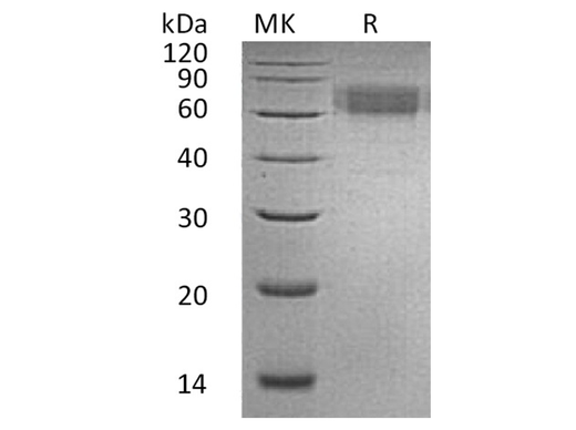 > 95 % as determined by reducing SDS-PAGE.