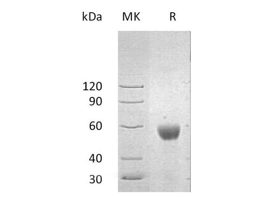 > 90 % as determined by reducing SDS-PAGE.