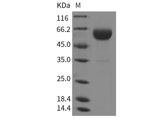> 95 % as determined by reducing SDS-PAGE.