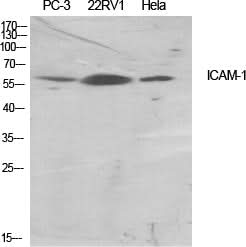 Western Blot analysis of various cells using CD54 Polyclonal Antibody at dilution of 1:500.