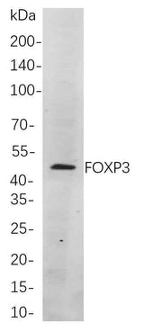 Anti-Human/Mouse FOXP3 Antibody [B774]