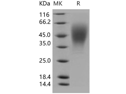 > 97 % as determined by reducing SDS-PAGE.