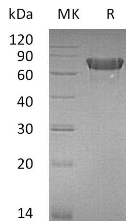 Recombinant Mouse OX40/TNFRSF4 Protein (Fc Tag) - ABMIUM