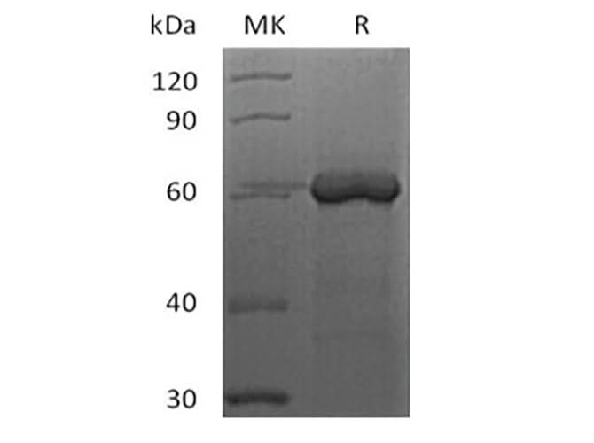 > 90 % as determined by reducing SDS-PAGE.