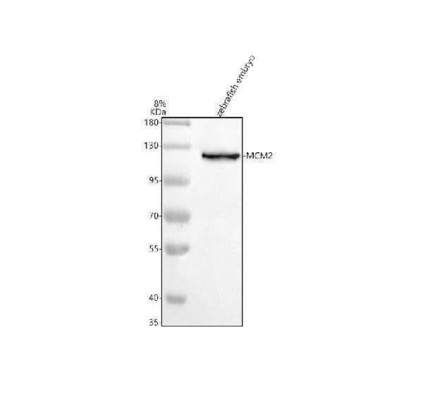 Anti-Zebrafish MCM2 Antibody Picoband® Boster Bio