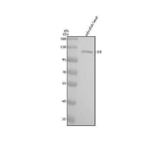 Anti-Zebrafish IDE Antibody Picoband® Boster Bio