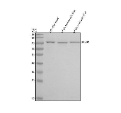 Anti-Zebrafish Importin Beta/KPNB1 Antibody Picoband® Boster Bio