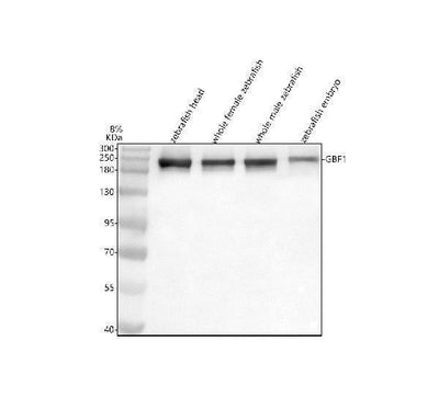 Anti-Zebrafish GBF1 Antibody Picoband® Boster Bio