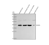 Anti-Zebrafish ACKR3A Antibody Picoband® Boster Bio