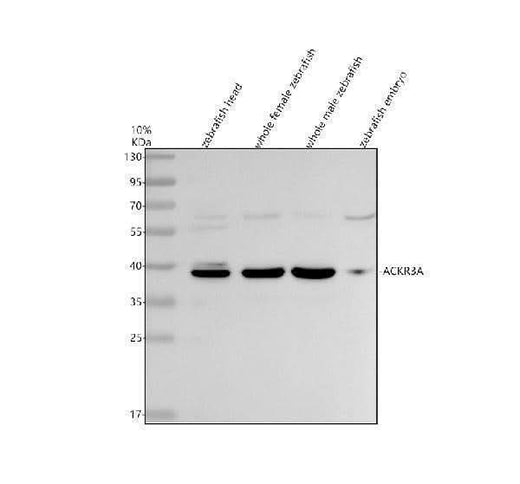 Anti-Zebrafish ACKR3A Antibody Picoband® Boster Bio