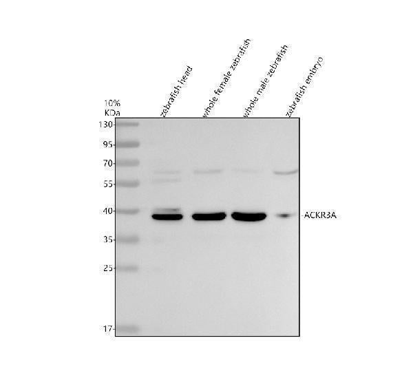 Anti-Zebrafish ACKR3A Antibody Picoband® Boster Bio