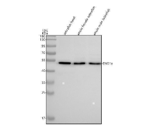Anti-Zebrafish ENO1a Antibody Picoband® Boster Bio